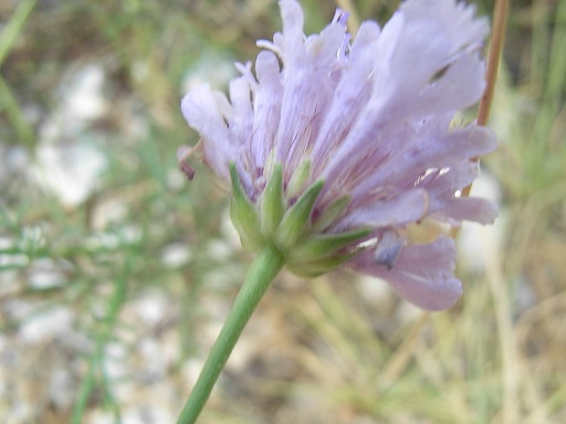 Lomelosia crenata subsp. pseudisetensis / Vedovina della Basilicata